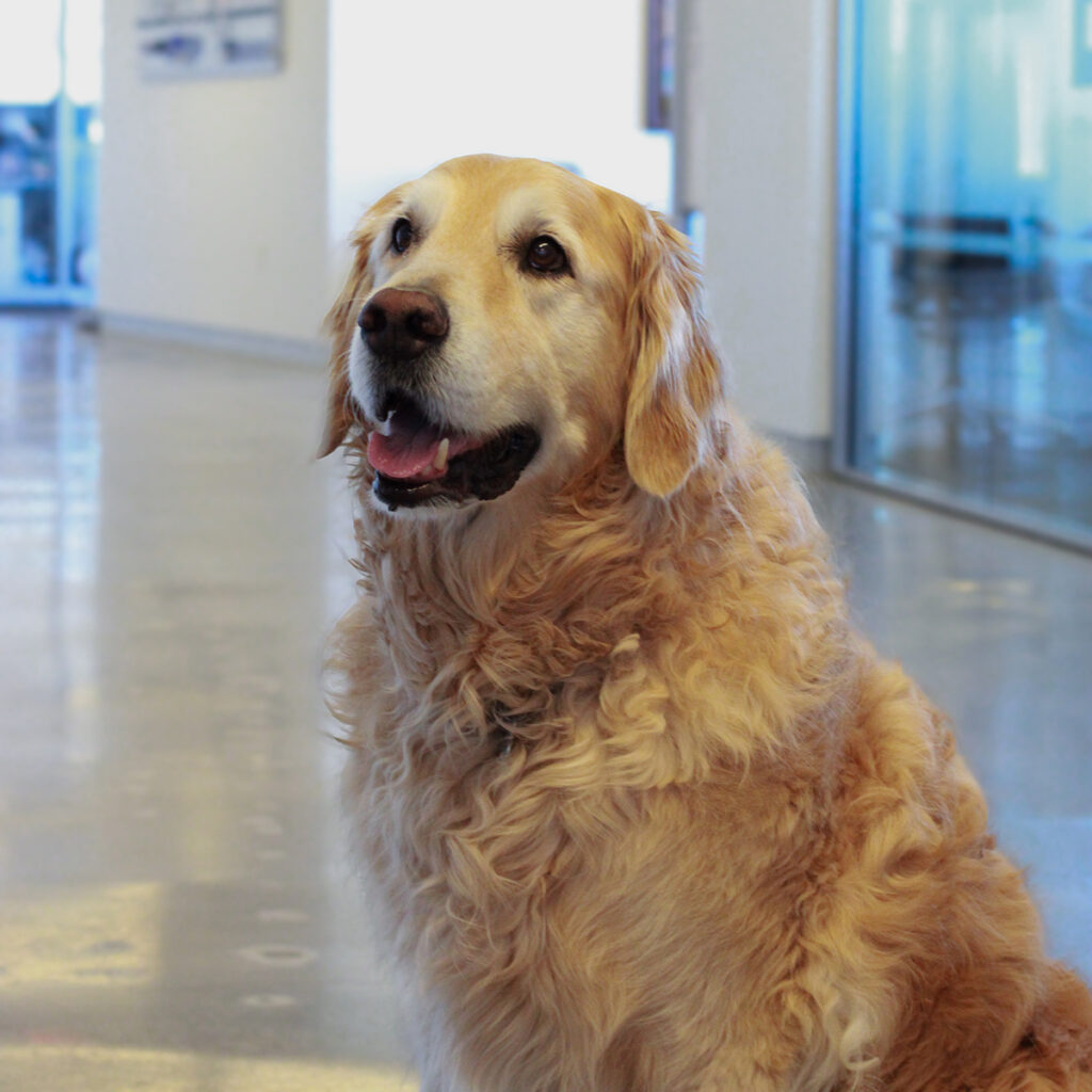 Jack, golden retriever sitting in the hallway of BHC HQ.